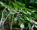 Canthium inerme