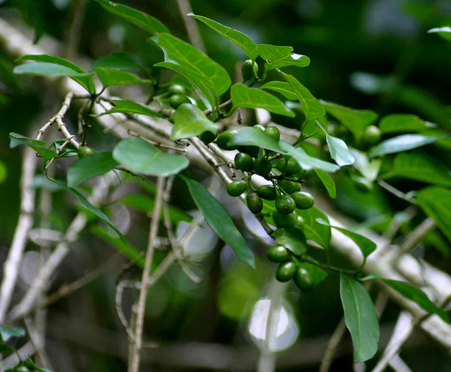 Canthium inerme