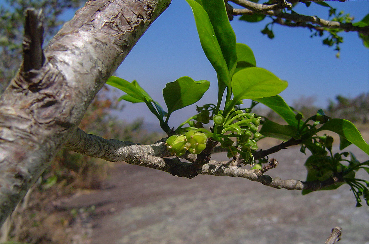 Canthium inerme