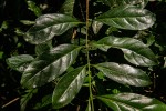 Canthium inerme