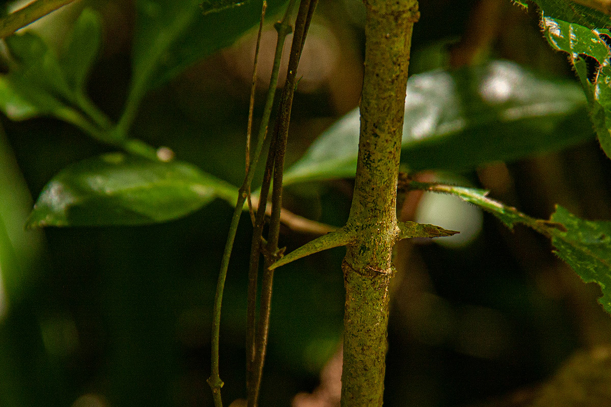 Canthium inerme