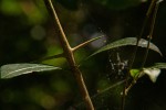 Canthium inerme