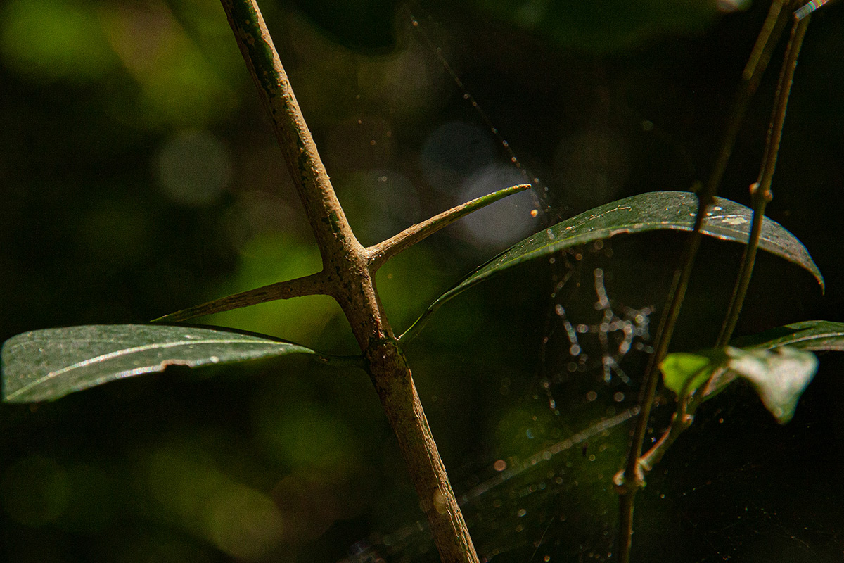 Canthium inerme