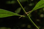 Canthium inerme