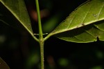 Canthium inerme