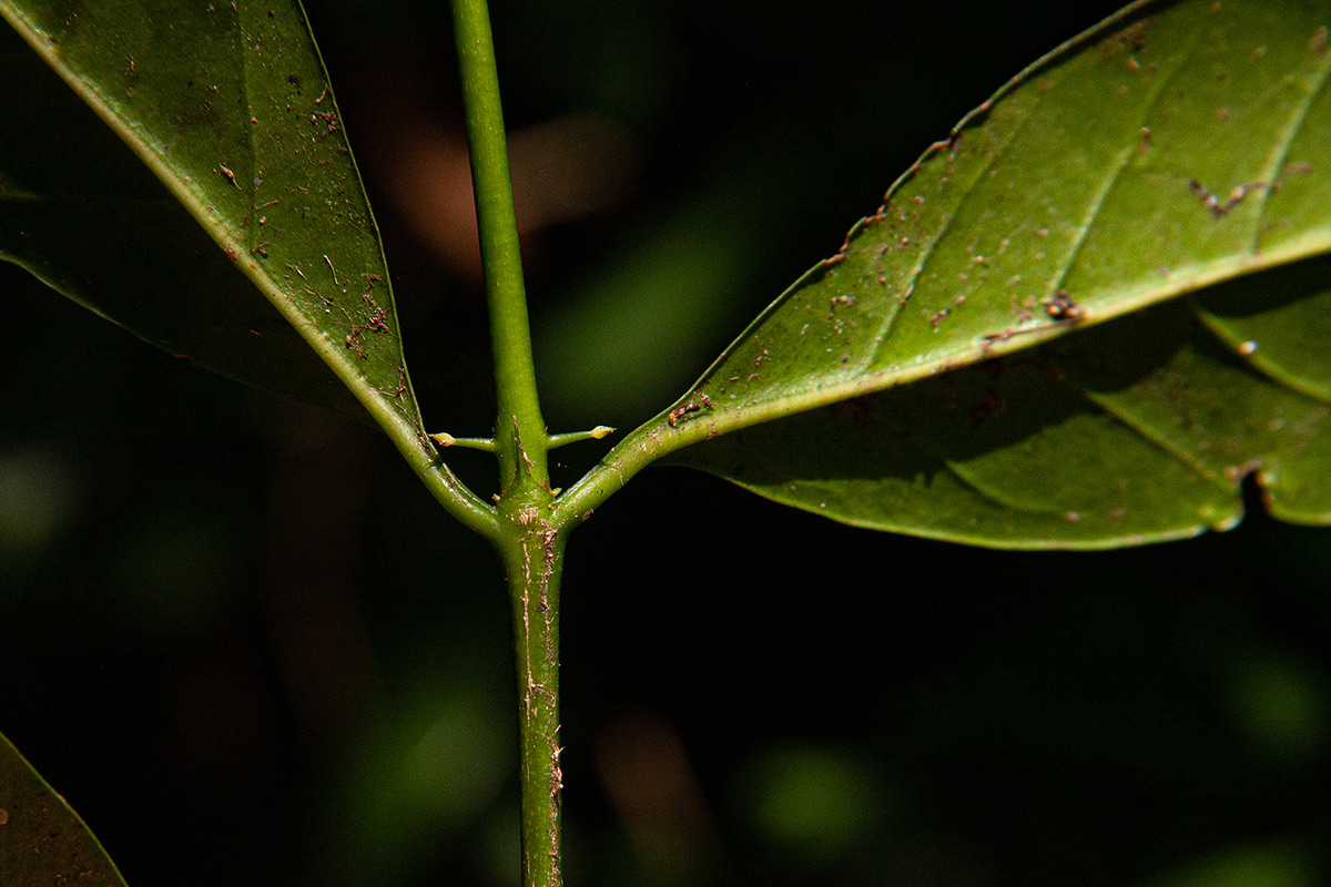Canthium inerme
