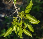 Canthium inerme