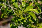 Canthium inerme