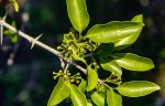 Canthium inerme