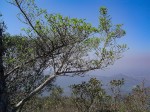 Canthium inerme