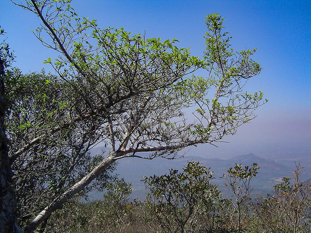 Canthium inerme