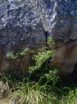 Canthium inerme