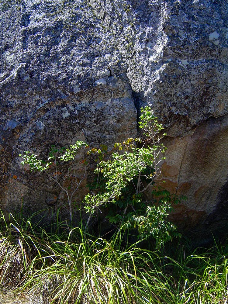 Canthium inerme