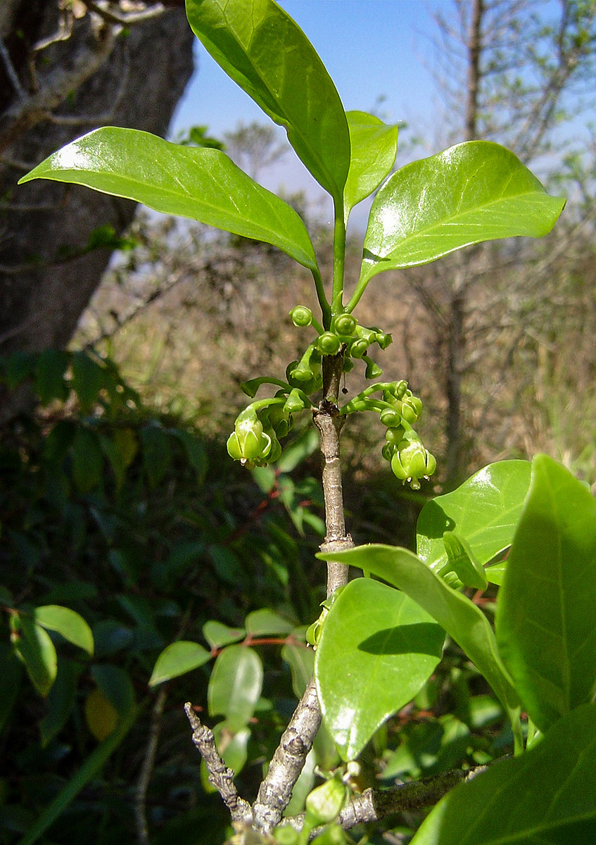 Canthium inerme