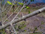 Canthium inerme