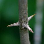 Canthium oligocarpum subsp. angustifolium