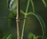 Canthium oligocarpum subsp. angustifolium