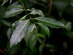Canthium oligocarpum subsp. angustifolium