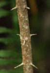 Canthium oligocarpum subsp. angustifolium