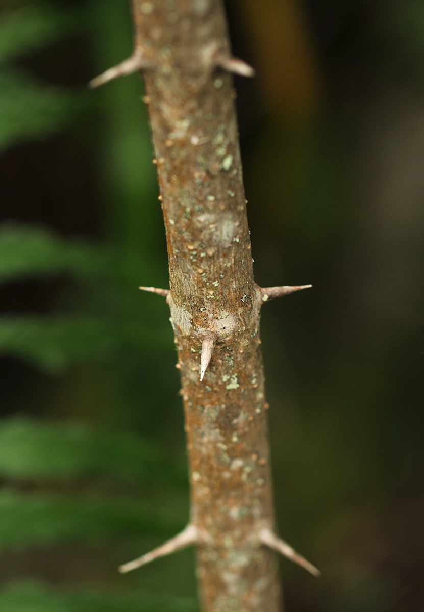 Canthium oligocarpum subsp. angustifolium