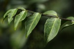 Canthium oligocarpum subsp. angustifolium