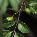 Canthium oligocarpum subsp. angustifolium