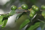 Canthium oligocarpum subsp. angustifolium