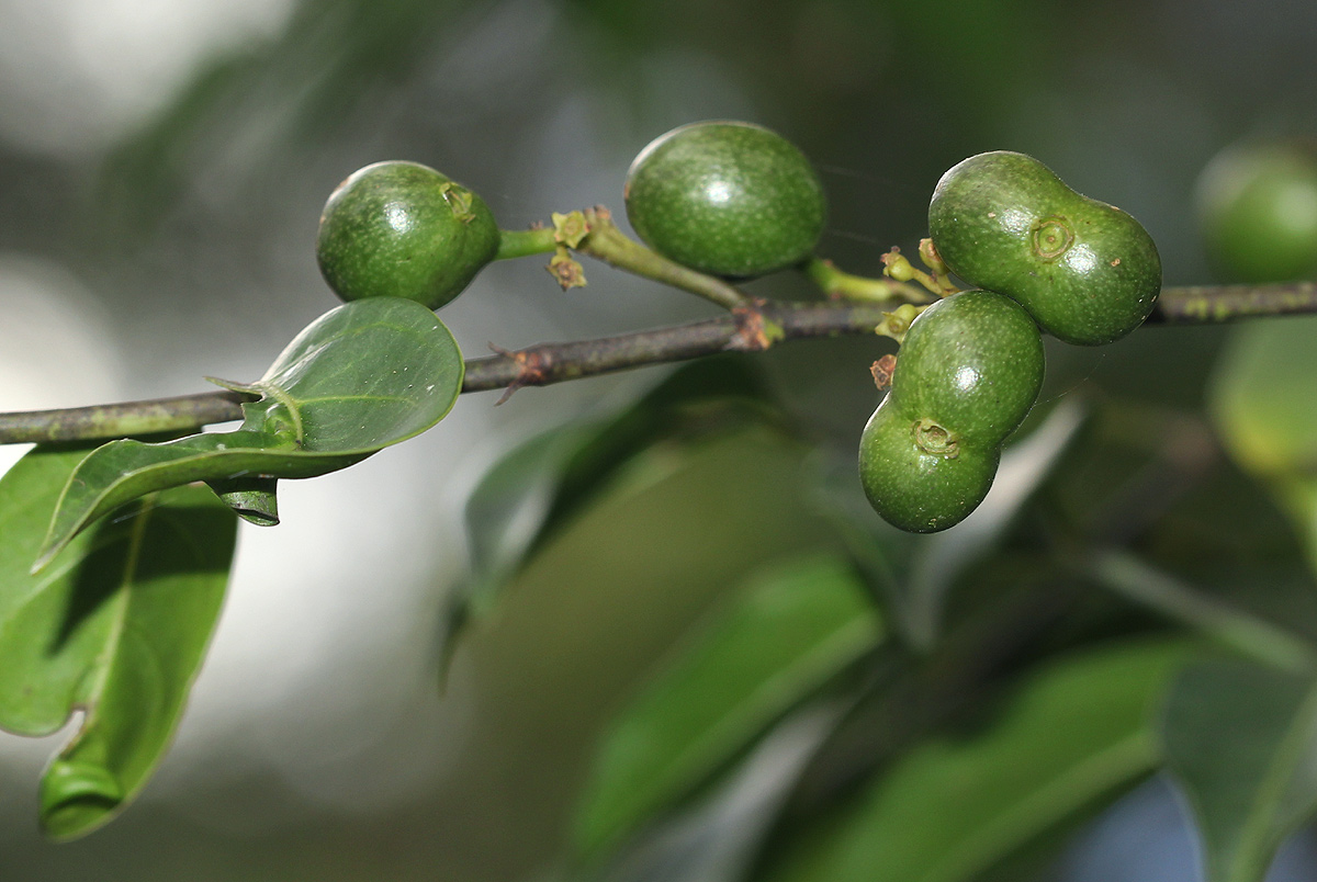 Canthium oligocarpum subsp. angustifolium