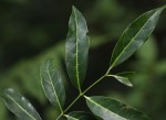 Canthium oligocarpum subsp. angustifolium