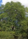 Afrocanthium racemulosum var. racemulosum