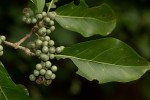 Afrocanthium racemulosum var. racemulosum