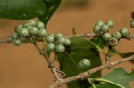 Afrocanthium racemulosum var. racemulosum