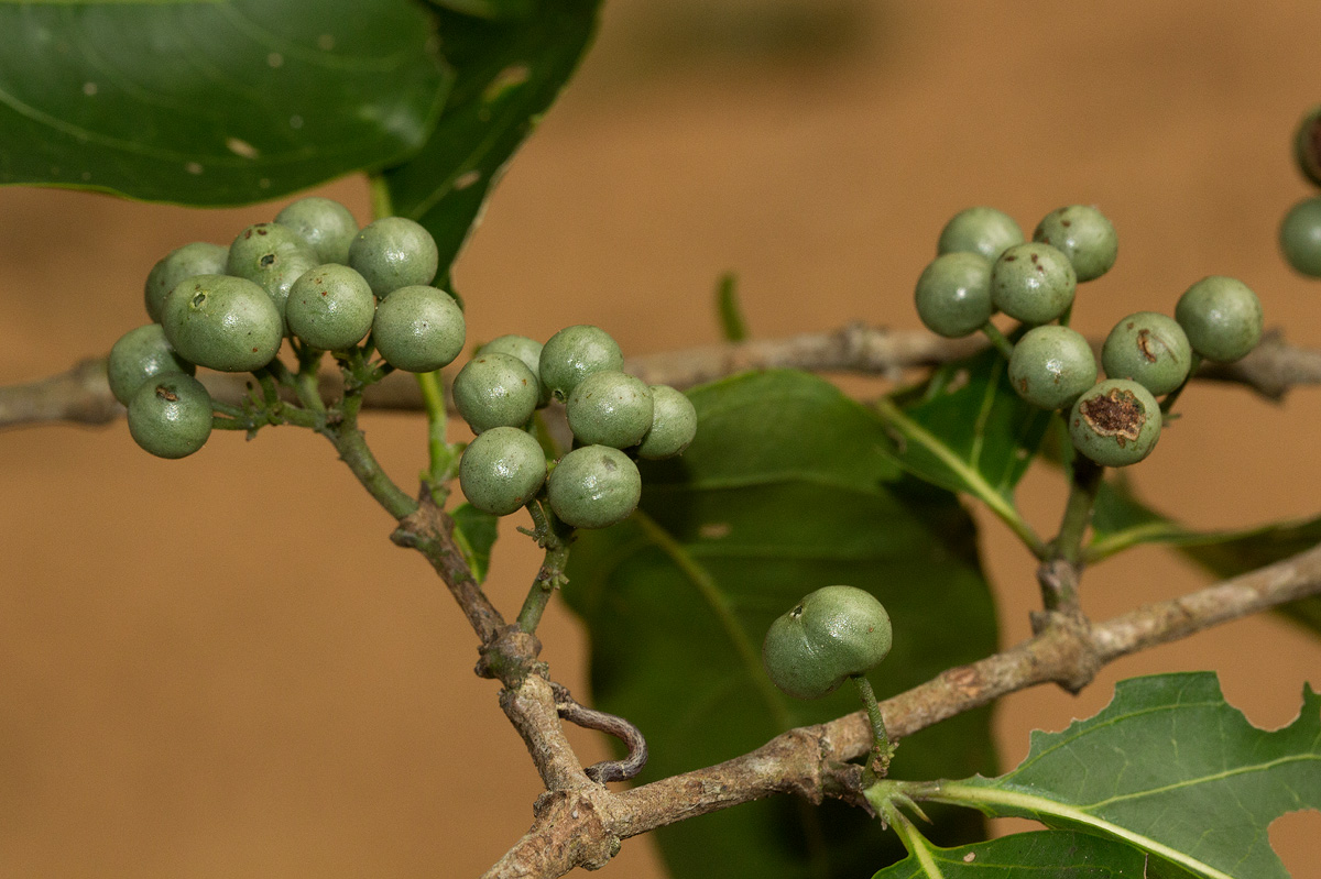 Afrocanthium racemulosum var. racemulosum