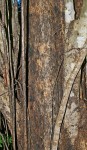 Afrocanthium racemulosum var. racemulosum