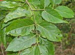 Afrocanthium racemulosum var. racemulosum