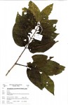 Afrocanthium racemulosum var. racemulosum