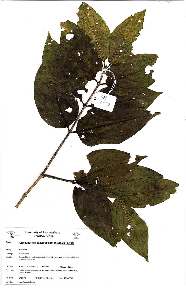 Afrocanthium racemulosum var. racemulosum
