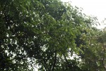 Afrocanthium racemulosum var. racemulosum