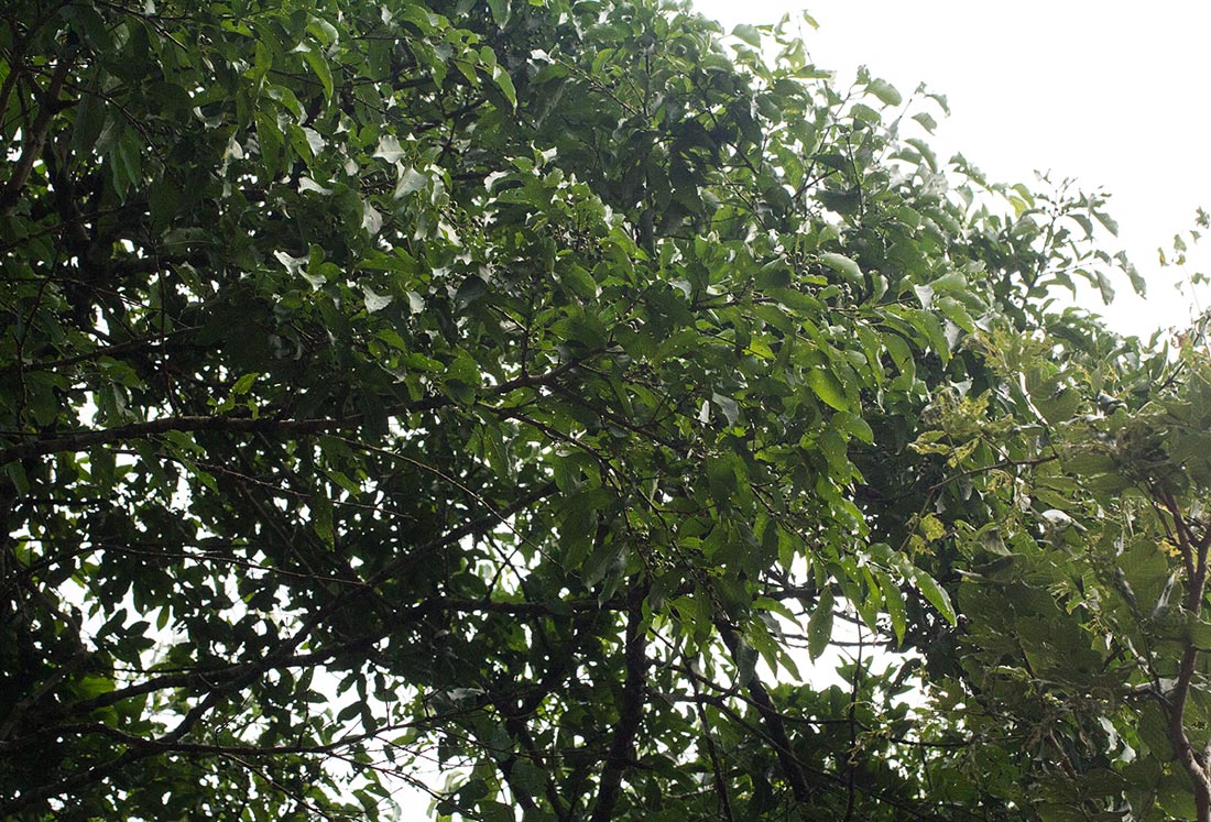 Afrocanthium racemulosum var. racemulosum