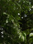 Afrocanthium racemulosum var. racemulosum