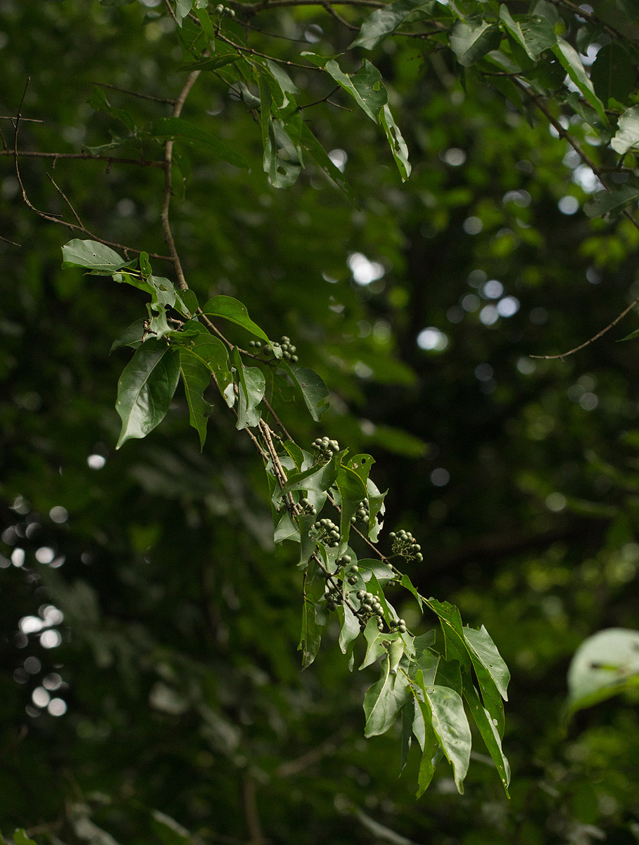 Afrocanthium racemulosum var. racemulosum