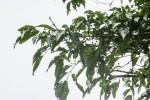 Afrocanthium racemulosum var. racemulosum