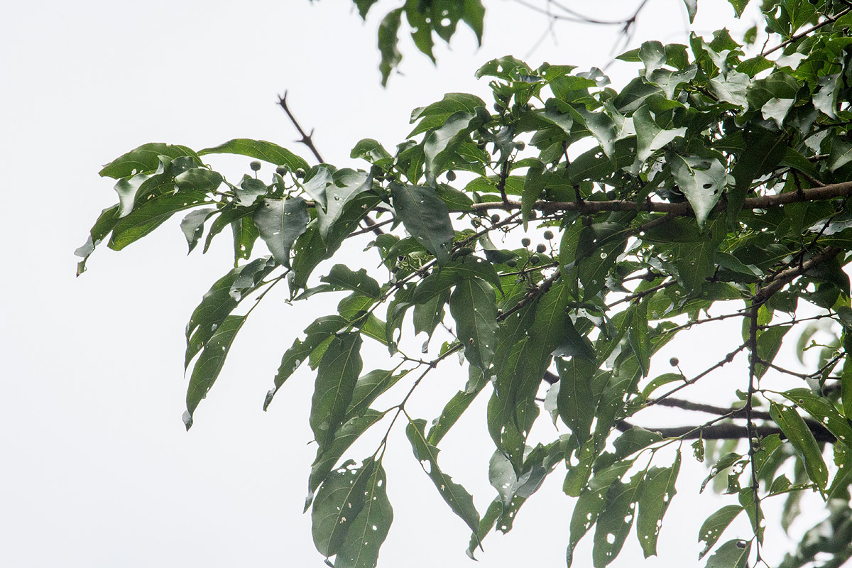Afrocanthium racemulosum var. racemulosum