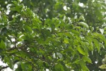 Afrocanthium racemulosum var. racemulosum