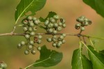 Afrocanthium racemulosum var. racemulosum