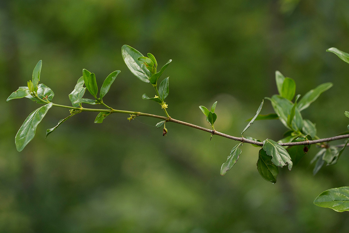 Bullockia setiflora