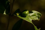 Bullockia setiflora