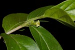 Bullockia setiflora