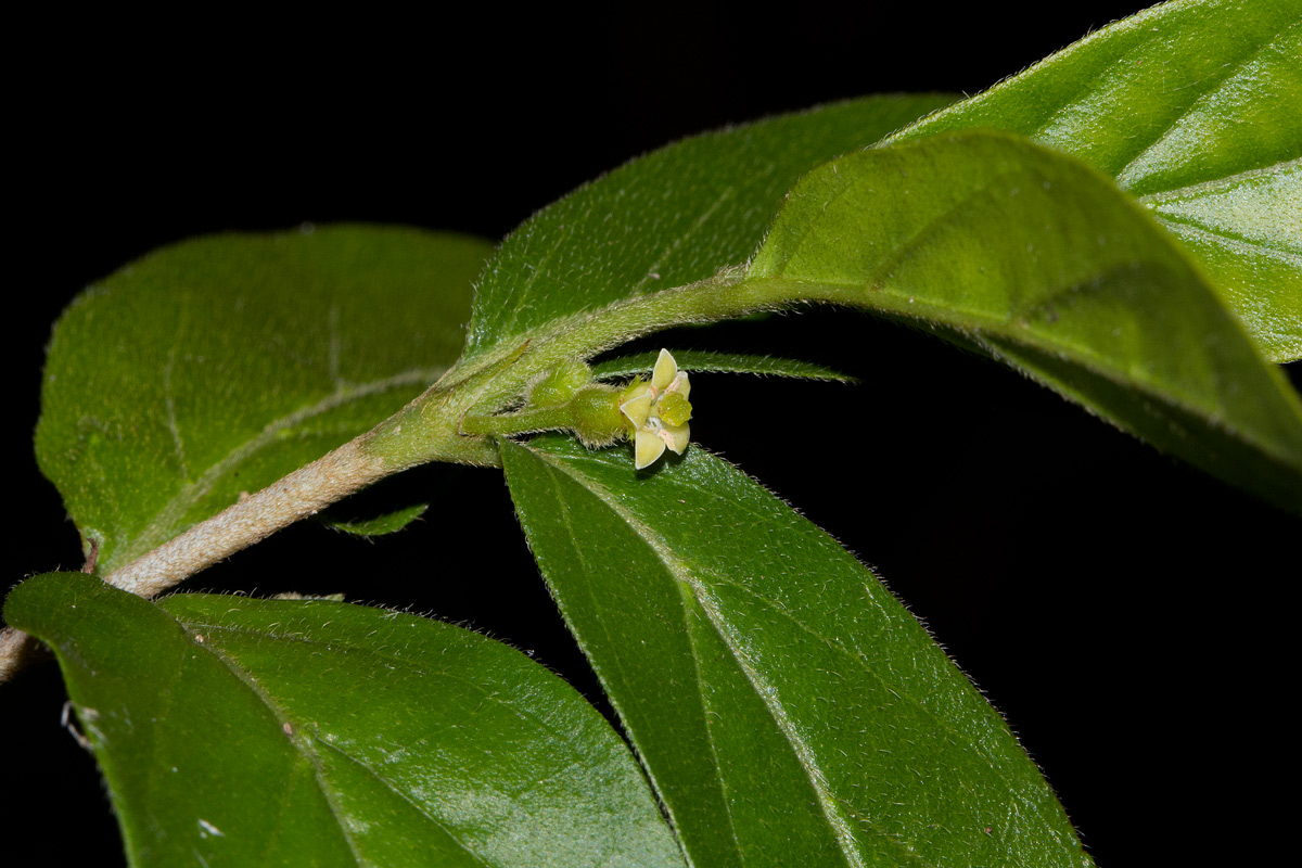 Bullockia setiflora