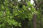 Bullockia setiflora